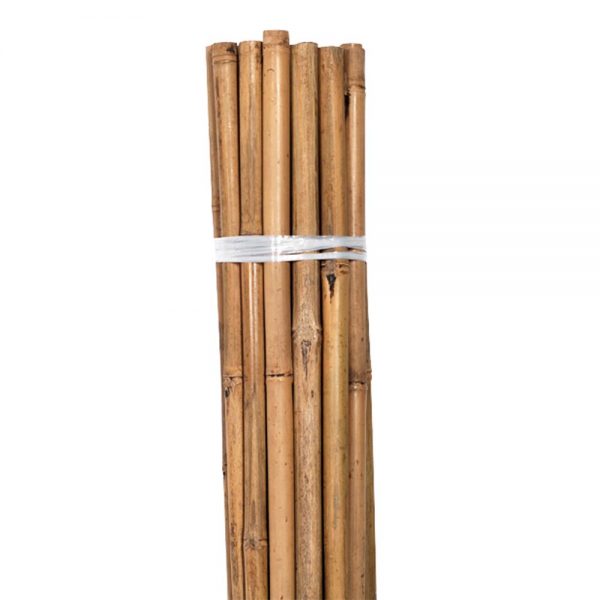 Bamboo 4ft