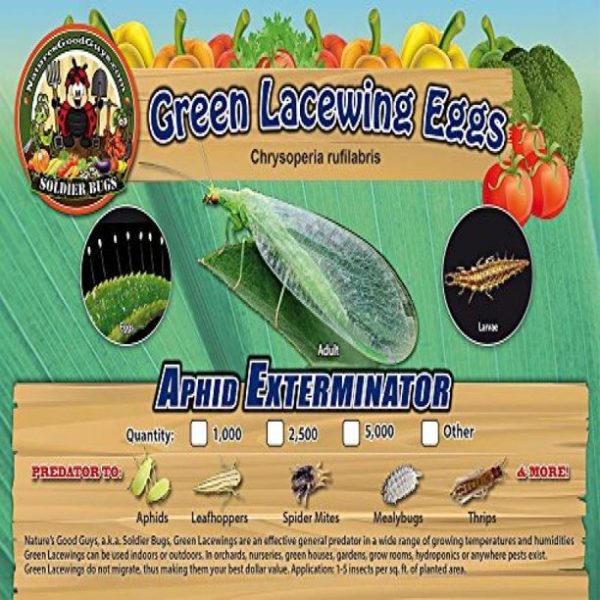 Lacewing eggs