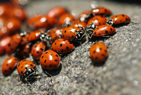 Lady bugs 1 scoop