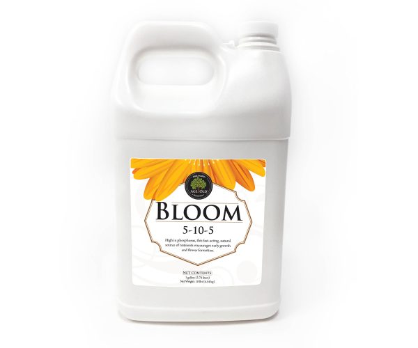 Age old bloom, 1 gal