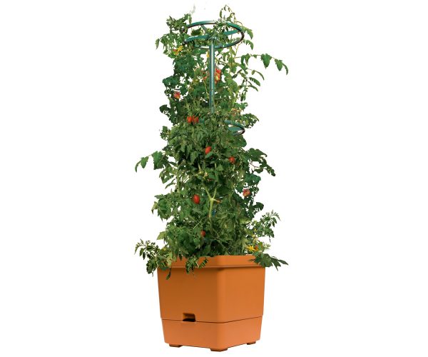 Tomato tree w/3' tower