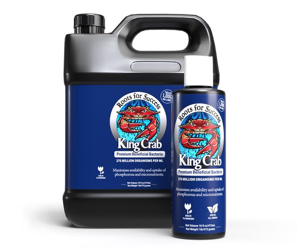 Plant success king crab, 1 gal