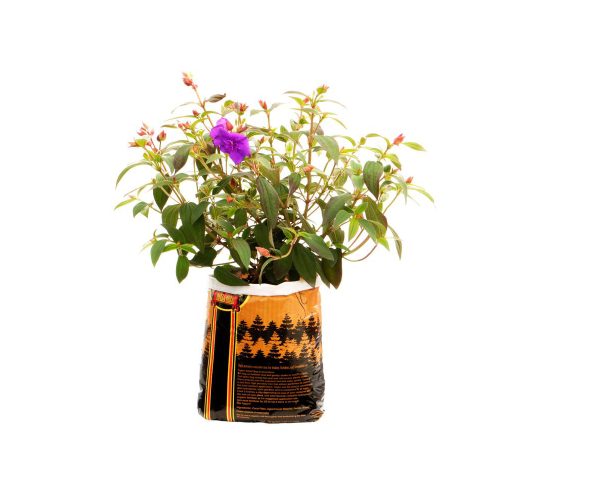 Royal gold tupur,. 75 cu ft (5 gallon plant in bag)