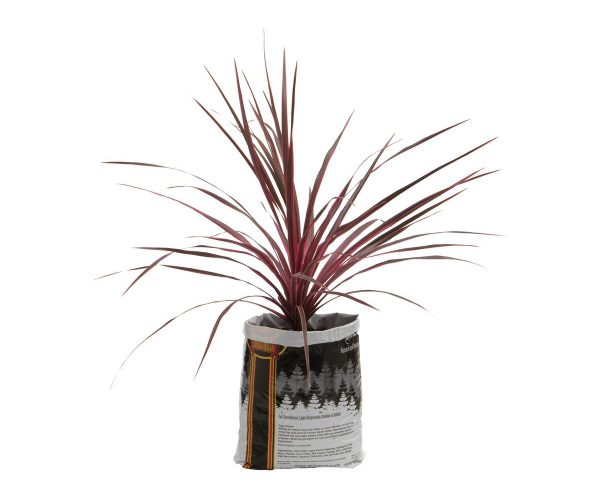 Royal gold kings mix,. 75 cu ft (5 gallon plant in bag)